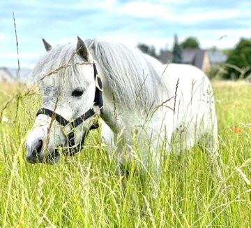 Attraktive Reitanlage an der schweizer Grenze mit vielfältigen Nutzungsmöglichkeiten, 79713 Bad Säckingen, Halle